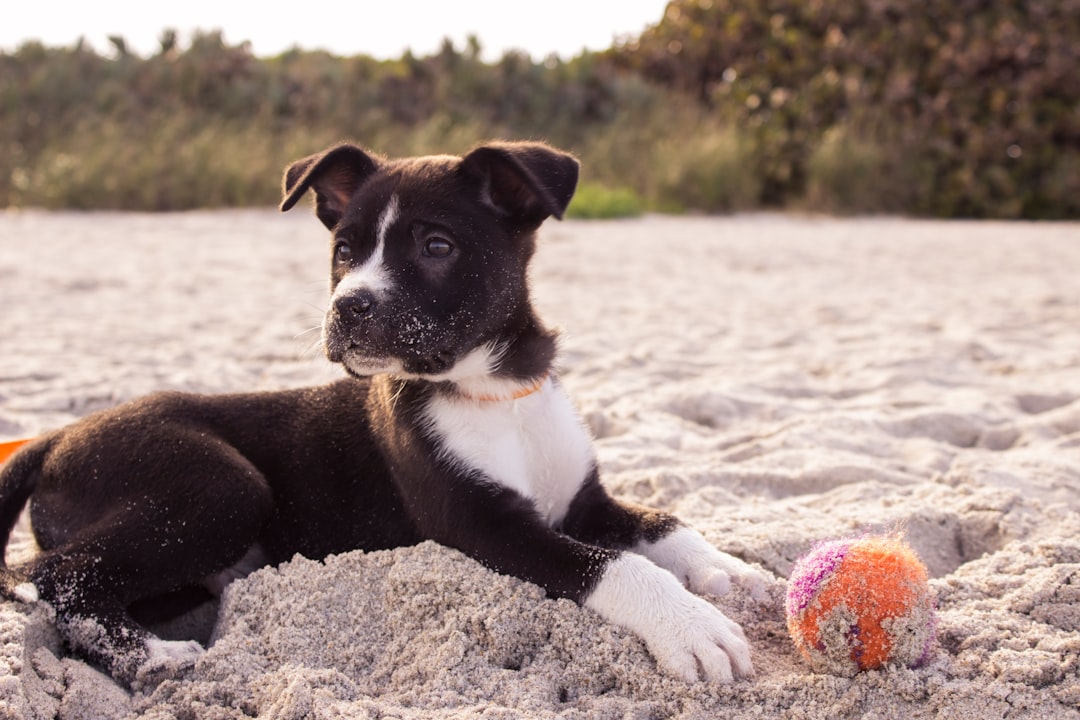 Photo panda german shepherd: dog breed