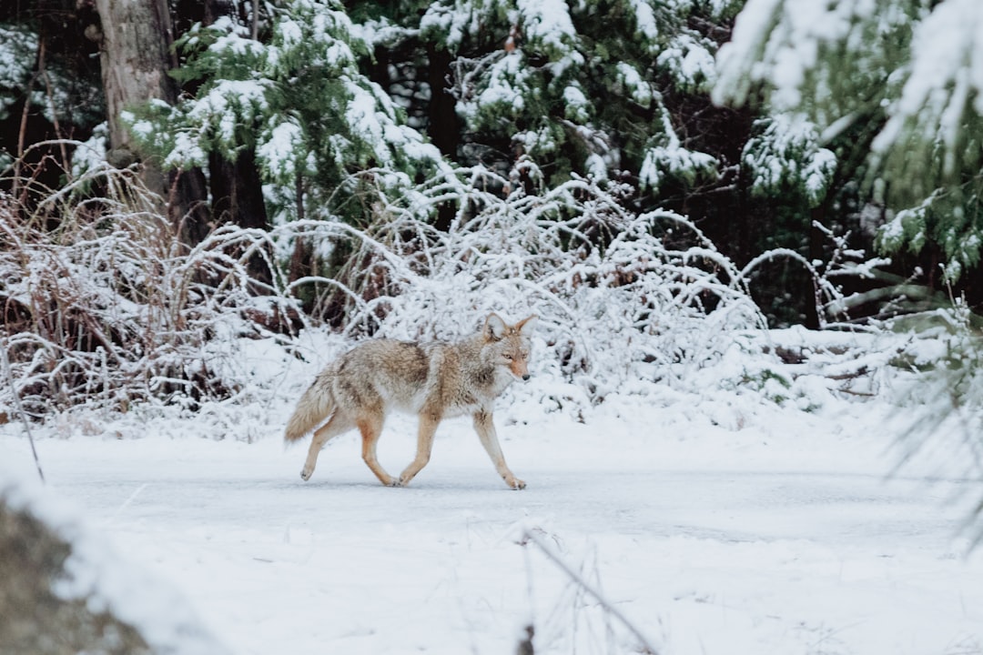 Photo Forest, creature